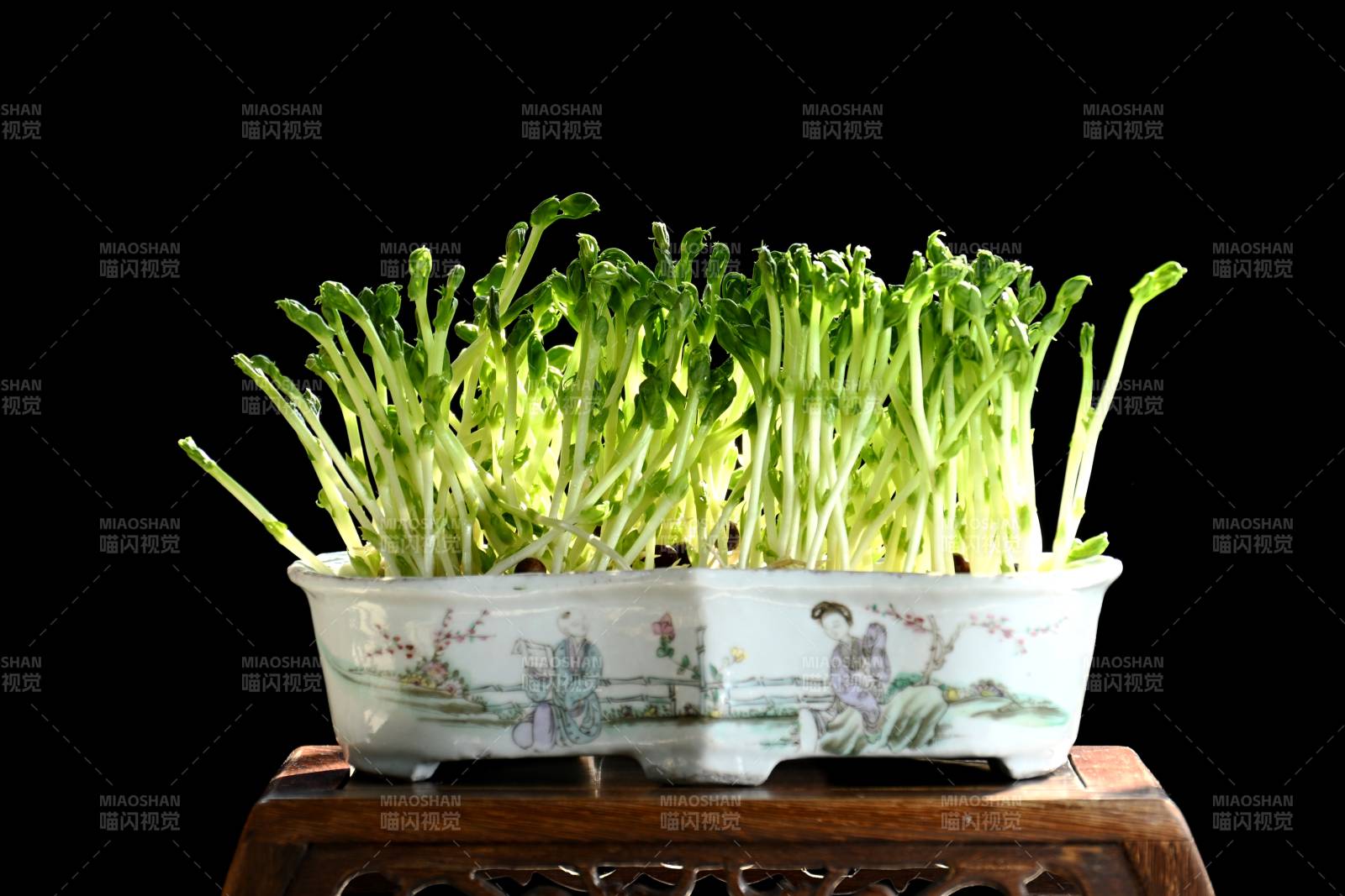 无土栽培豆芽苗盆景图片