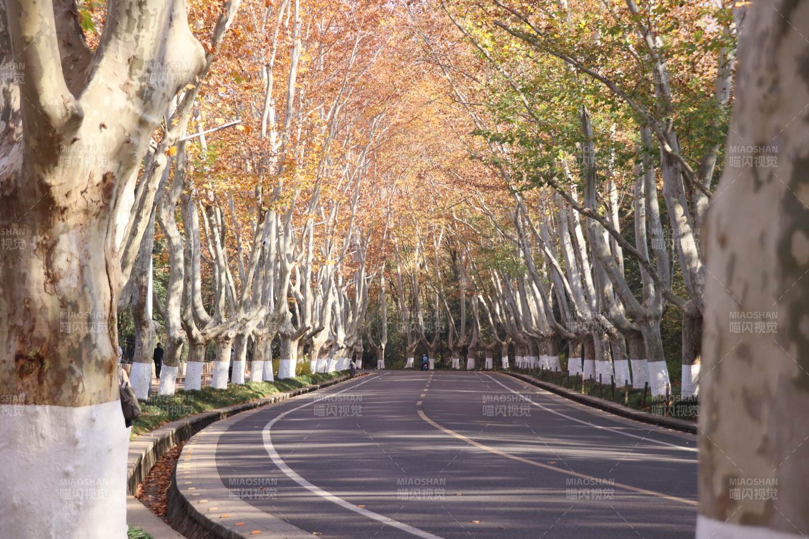 南京中山陵陵园路图片