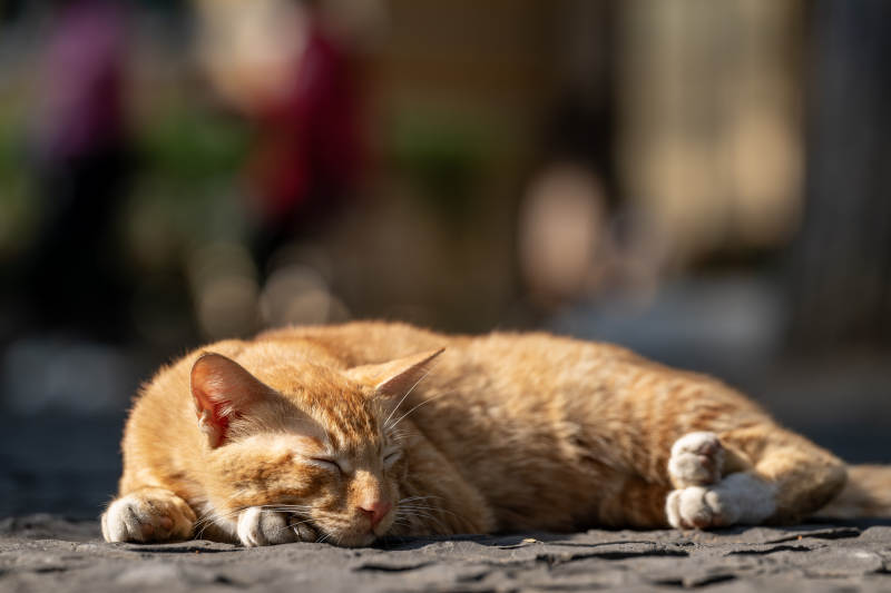 慵懒的橙猫酣睡图片