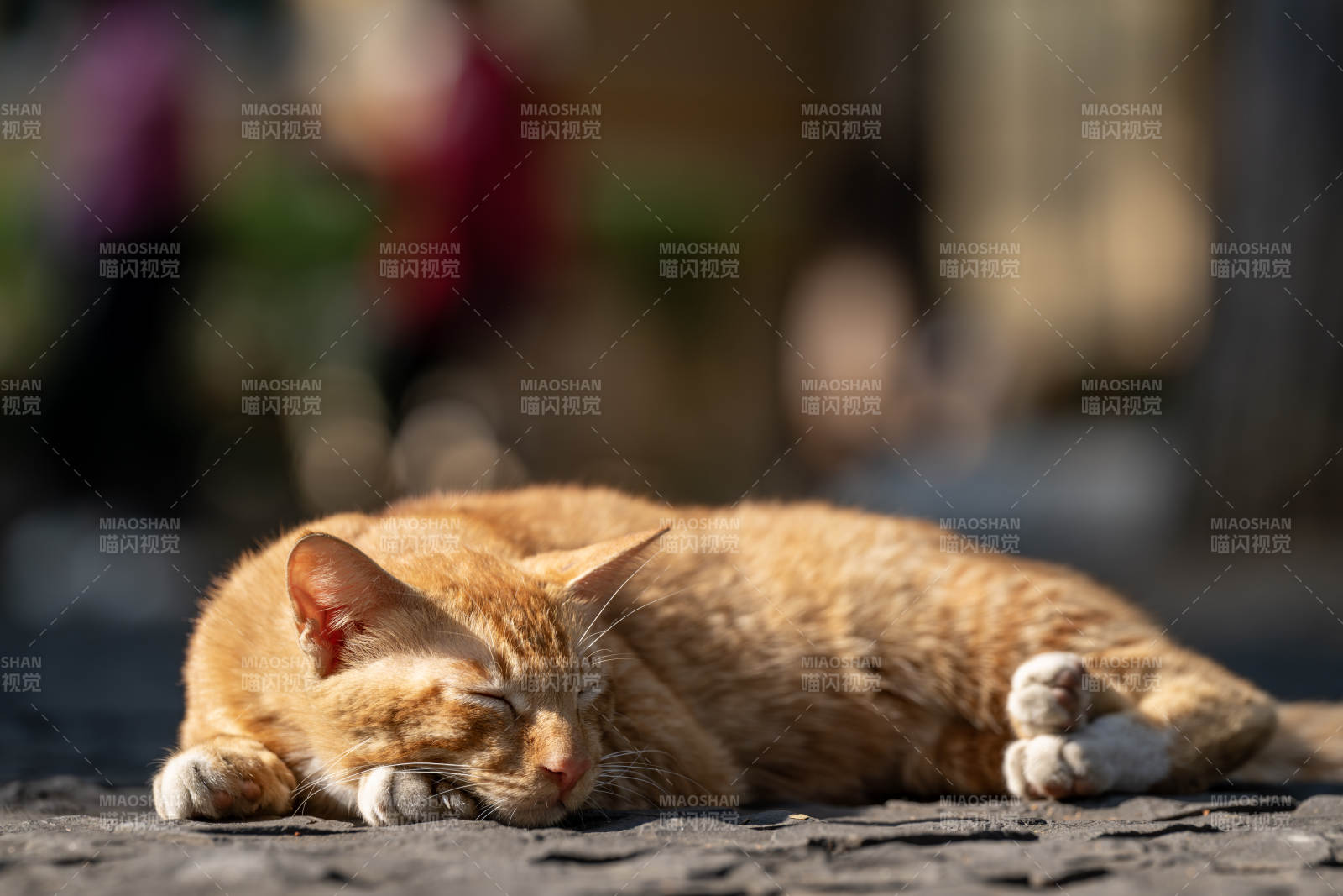 慵懒的橙猫酣睡图片