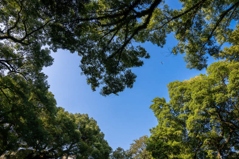 树冠下的蓝天图片