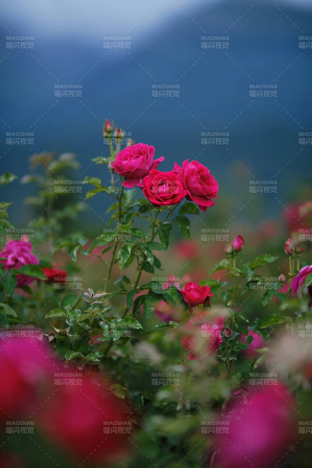 山间玫瑰绽放图片