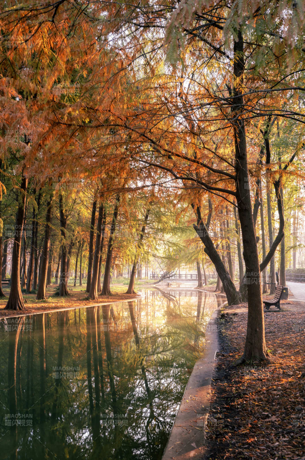 秋林倒影静谧湖图片