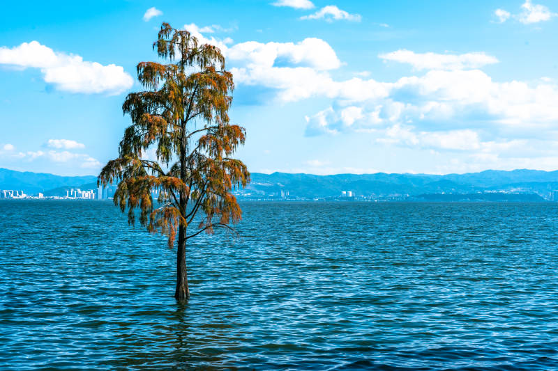 湖中孤树图片