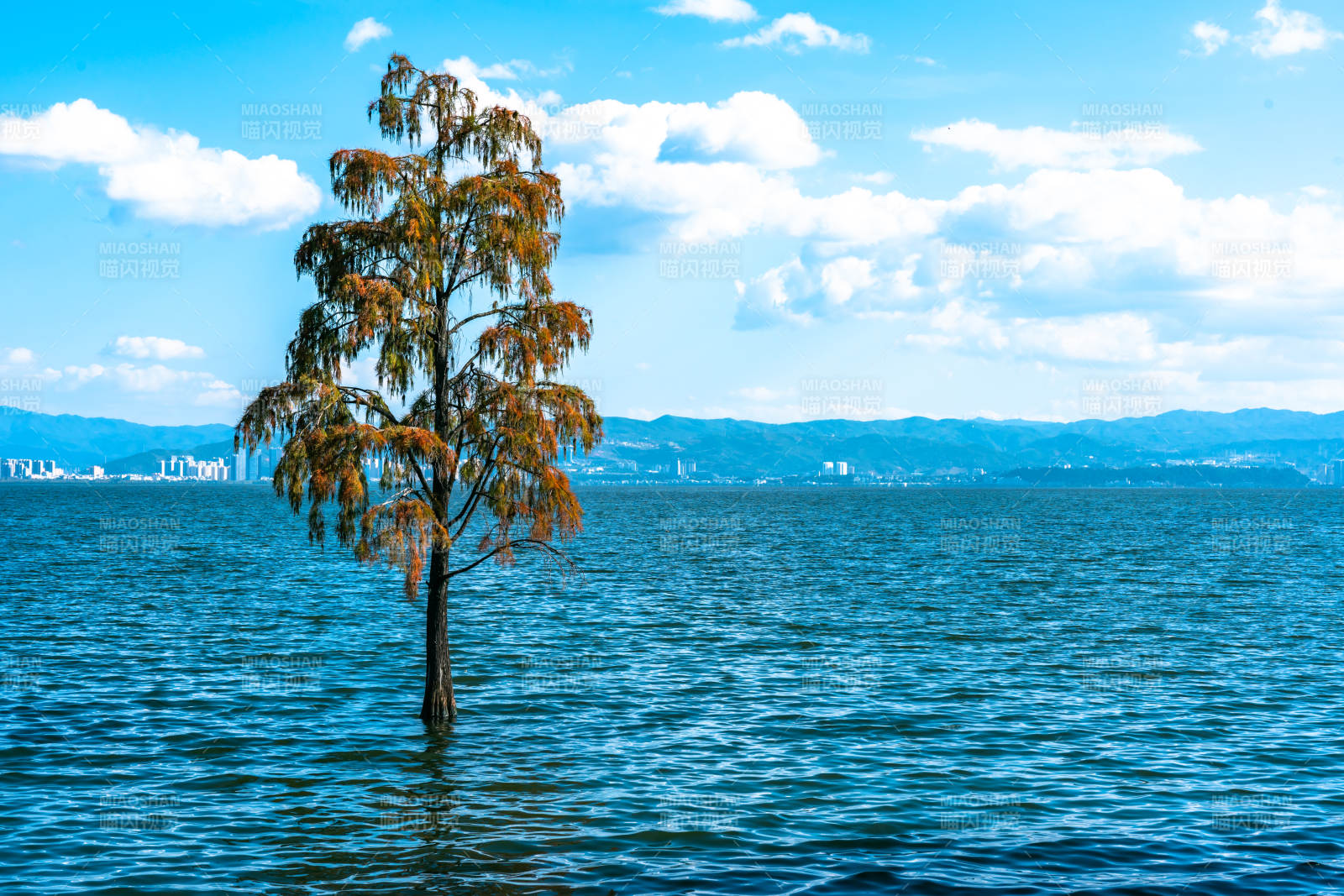 湖中孤树图片