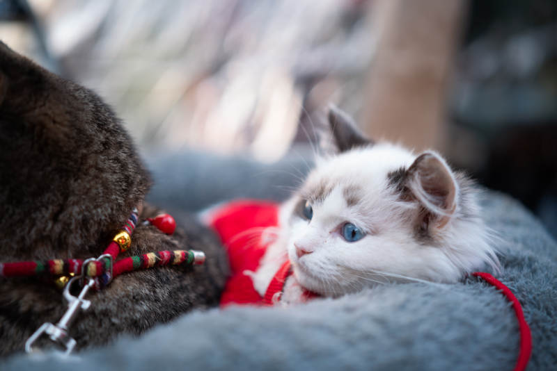 萌猫依偎 温馨可爱图片