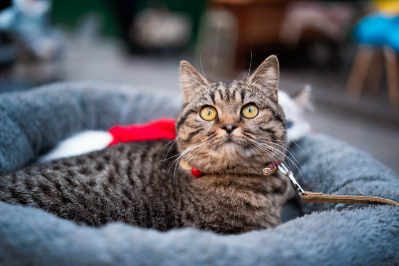 猫咪的悠闲时光图片