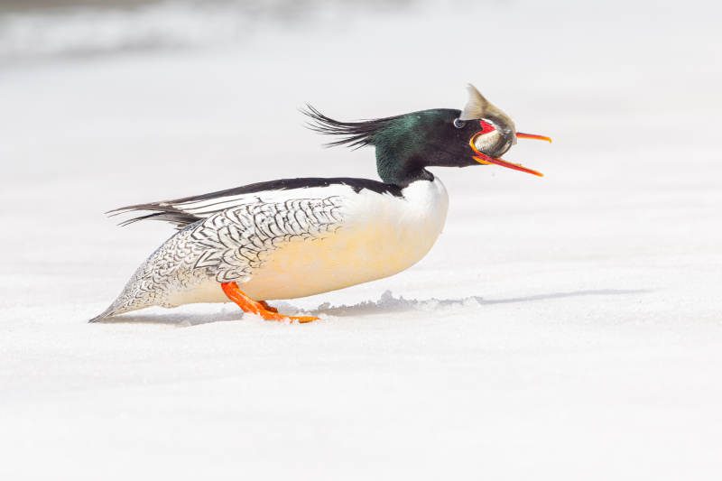 红嘴鸭雪地行走 中华秋沙鸭 漫江镇图片