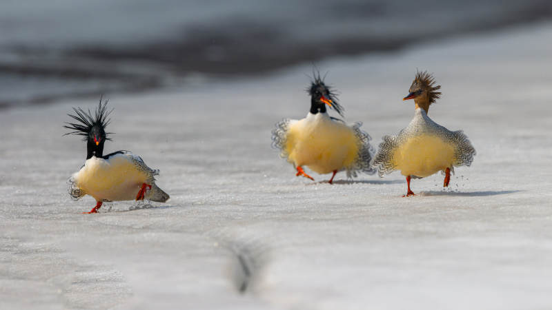 三只鸭子冰上行走图片