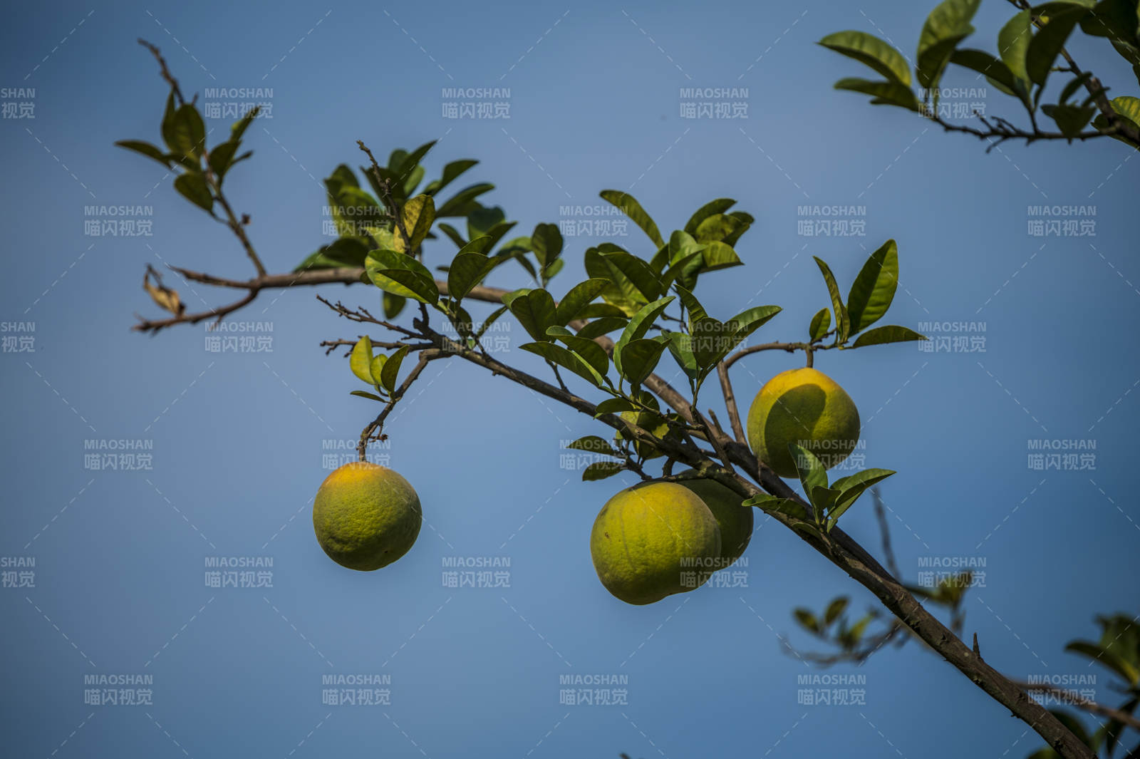 枝头青果映蓝天图片