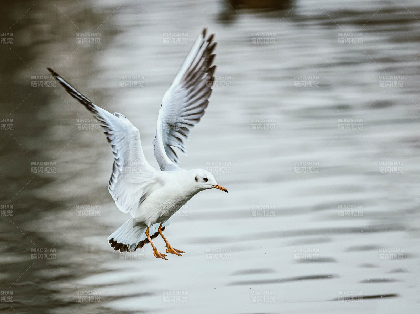 飞翔的海鸥图片