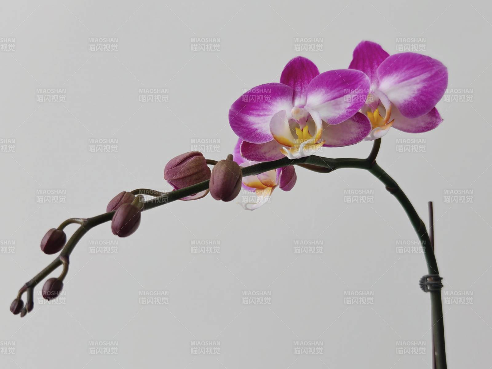 紫兰花绽放图片