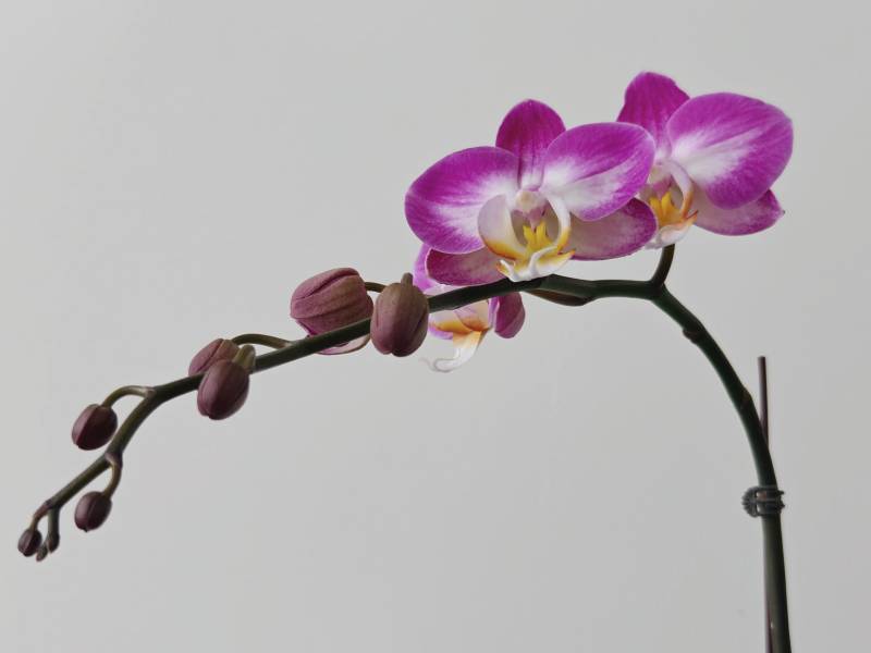 紫兰花绽放图片