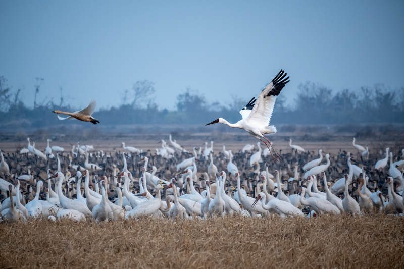 白鹤群飞舞图片