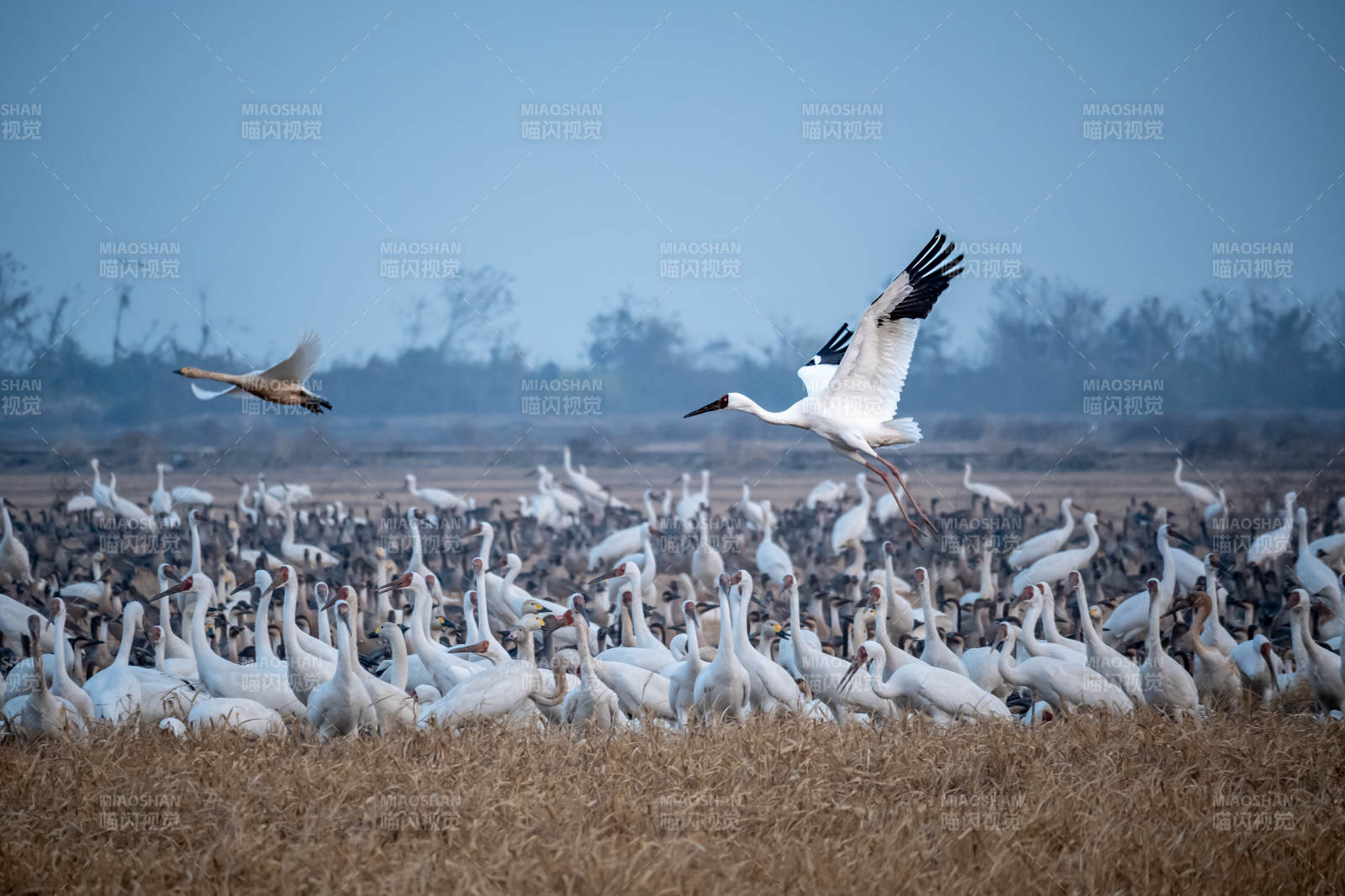 白鹤群飞舞图片