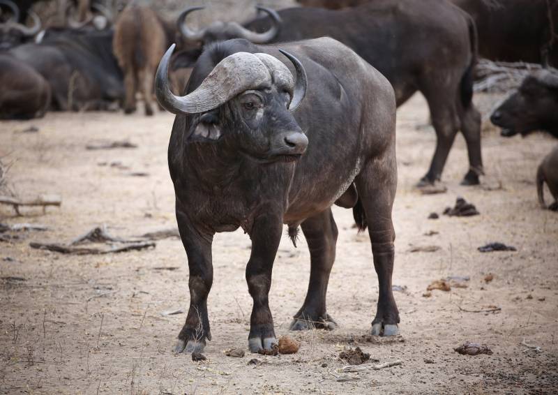 非洲野水牛，疯狂动物城2中牛局长的原型图片