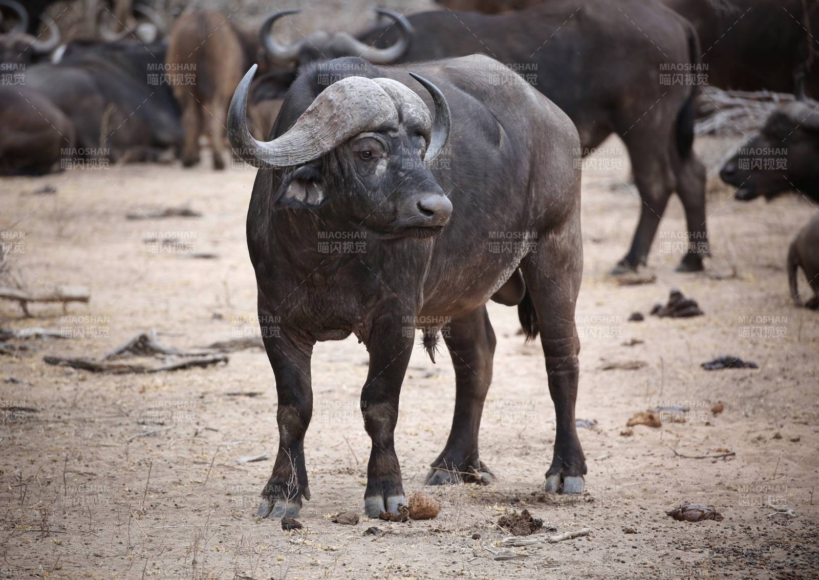 非洲野水牛，疯狂动物城2中牛局长的原型图片