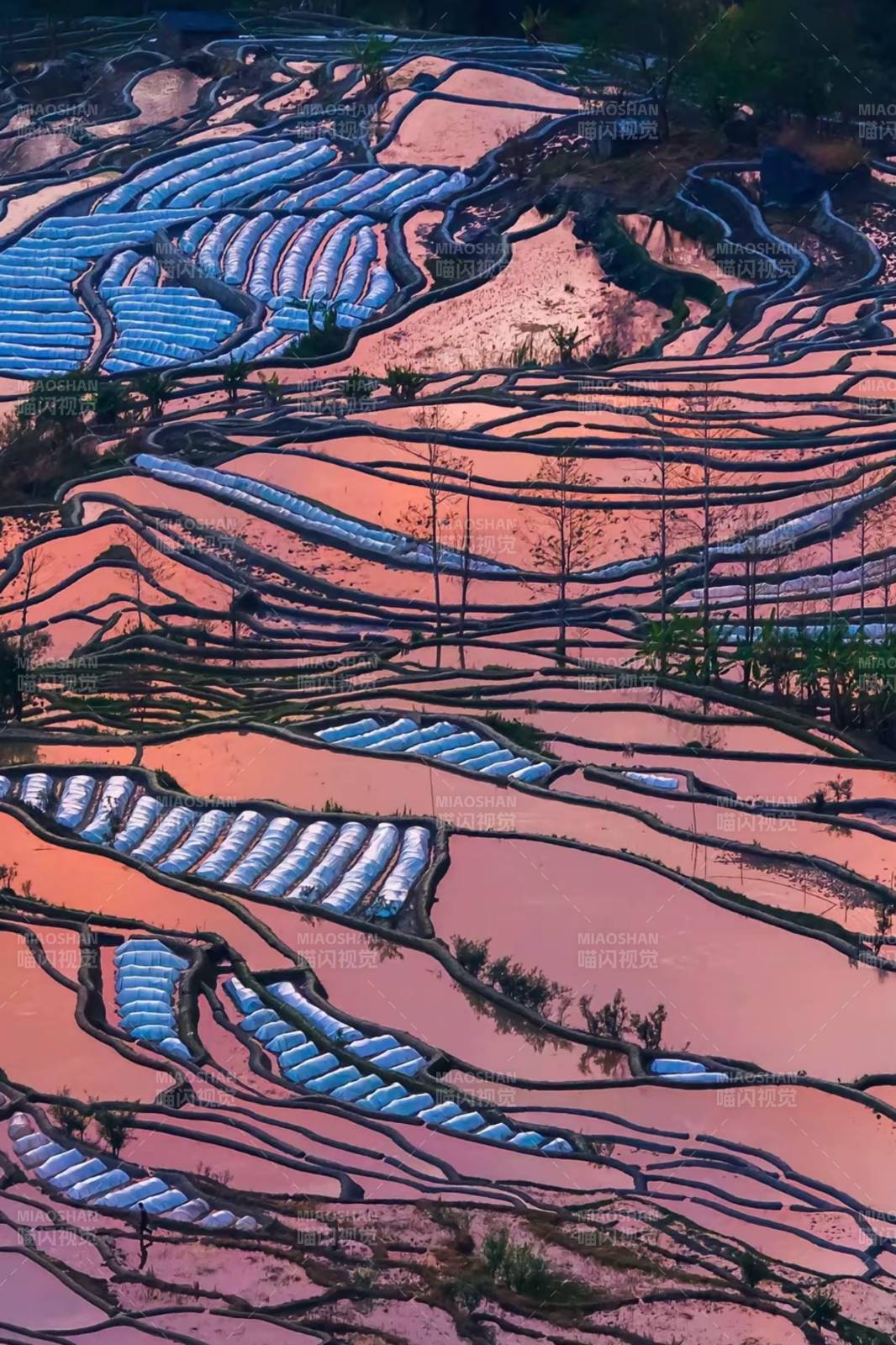 梯田晨曦云南元阳图片