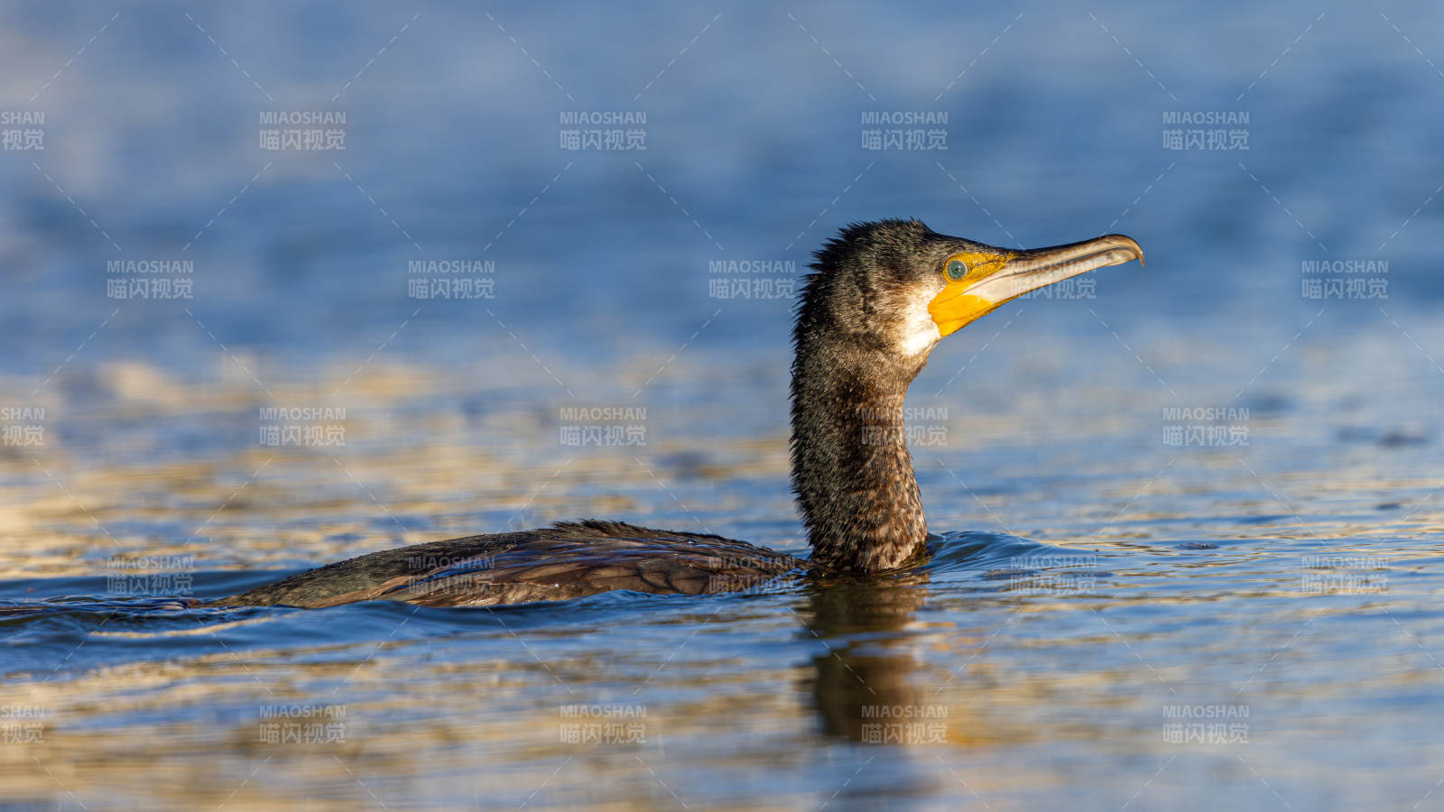 水鸟静浮湖面图片