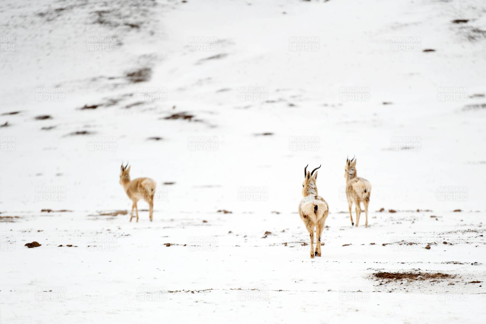 雪原上的三只羚羊图片