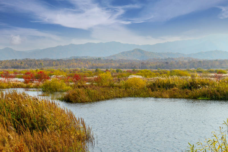 秋日湿地图片