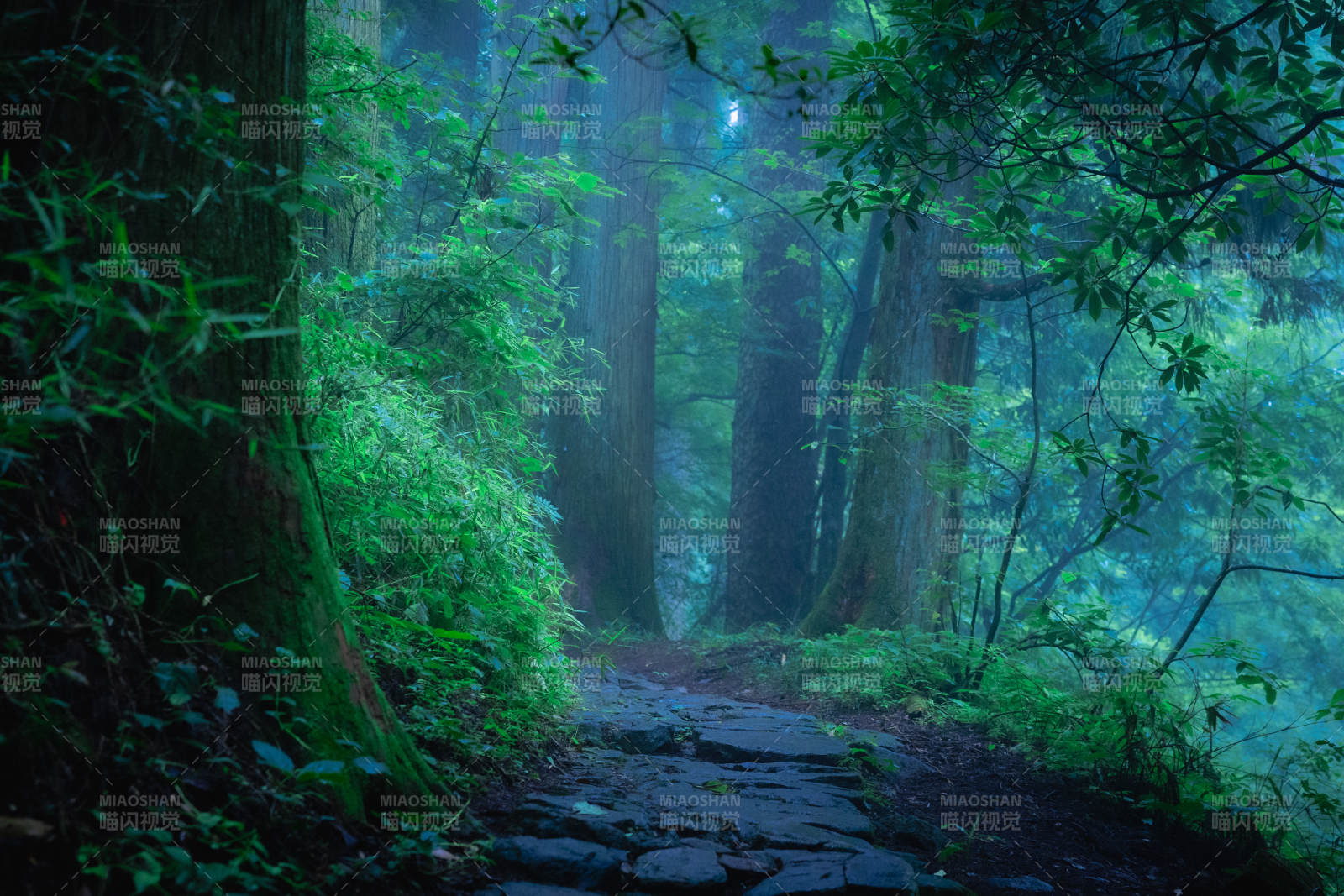 幽径探秘图片