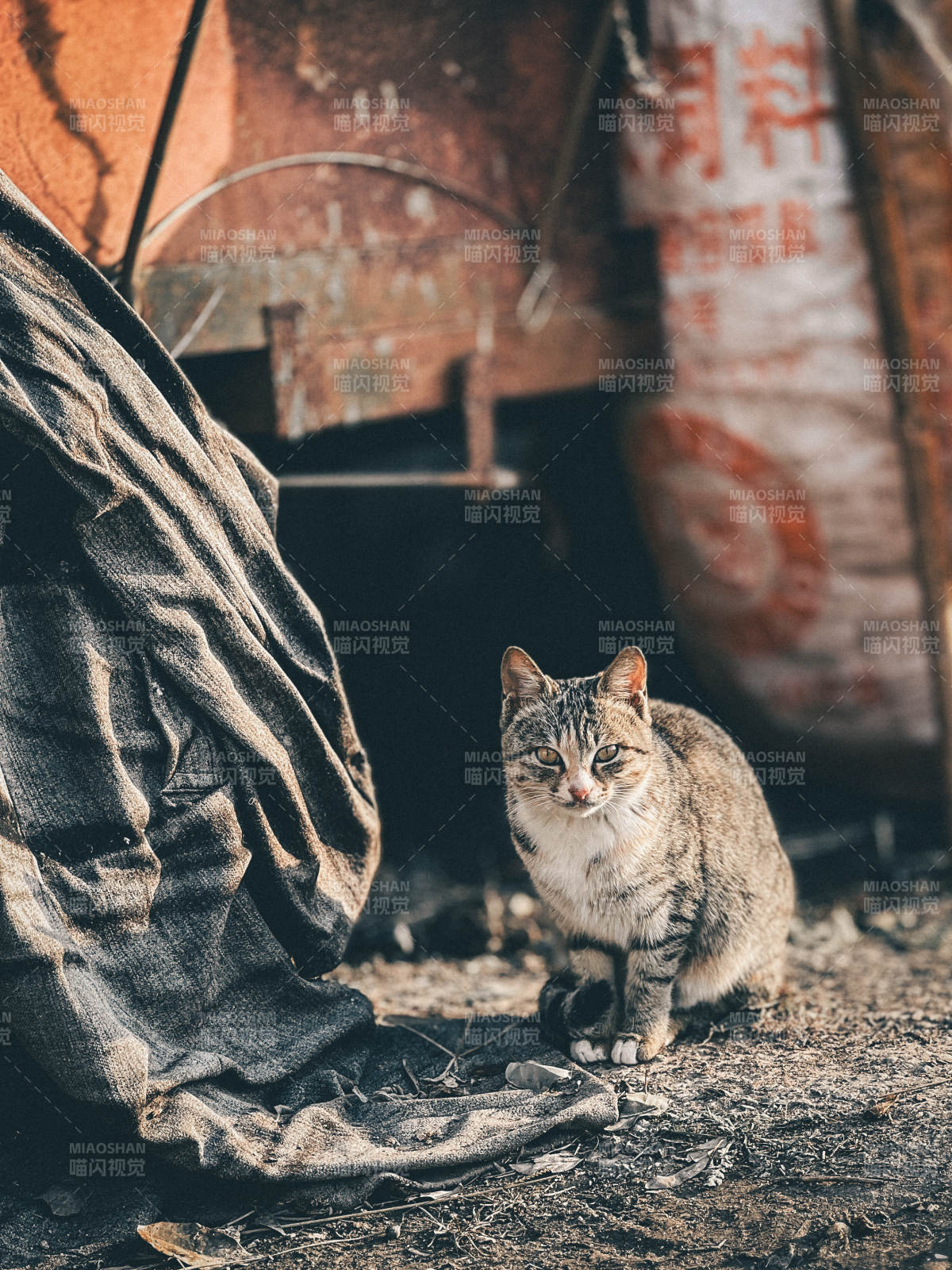 巷中猫影图片