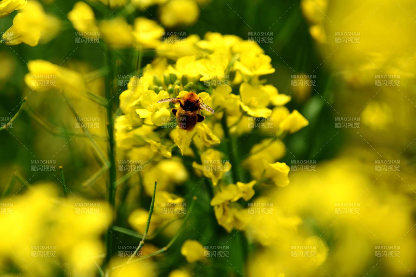 蜂采油菜花图片