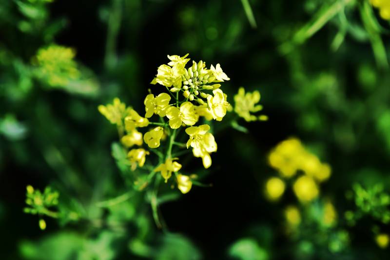 油菜花绽放图片