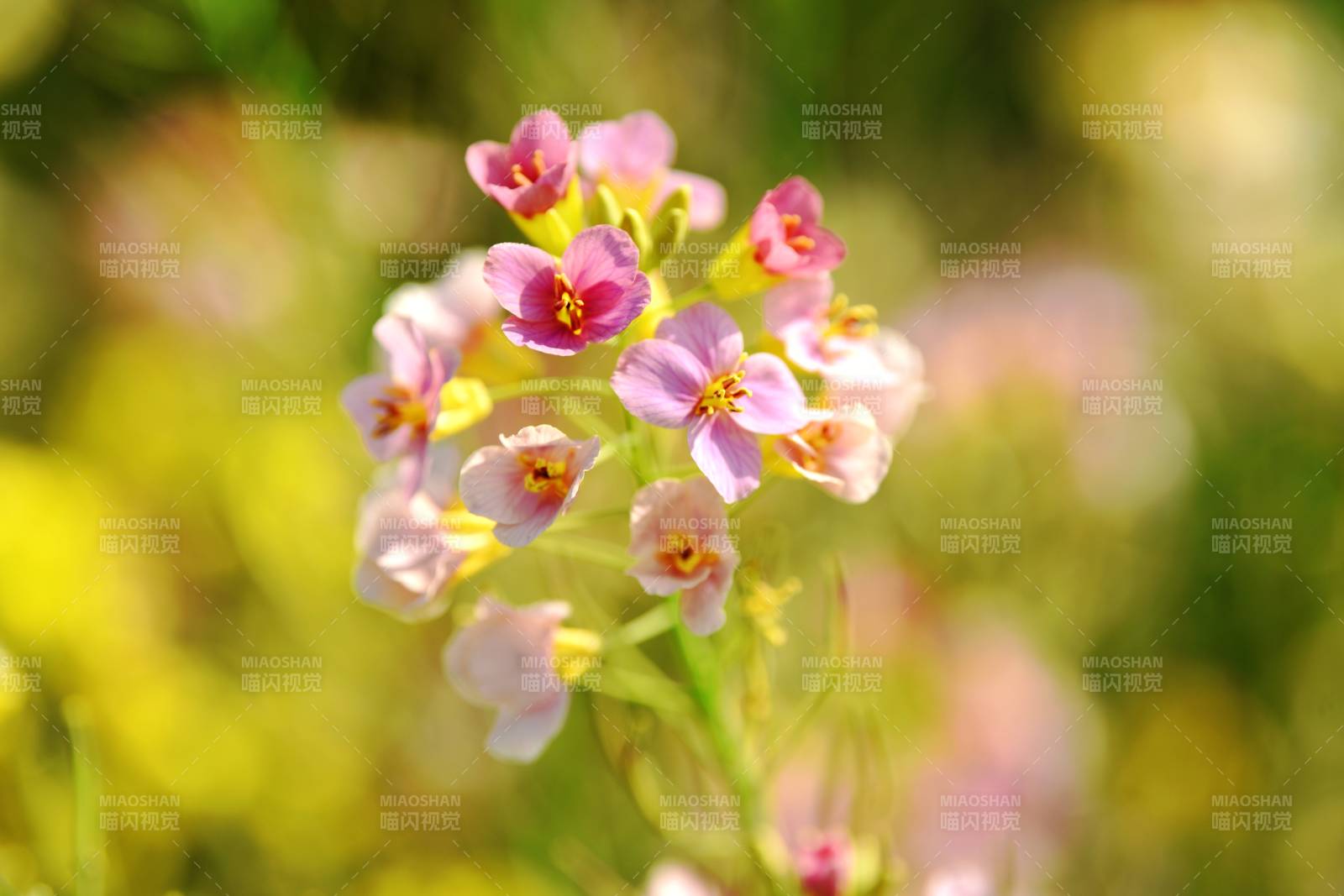 五彩油菜花绽放春意浓图片