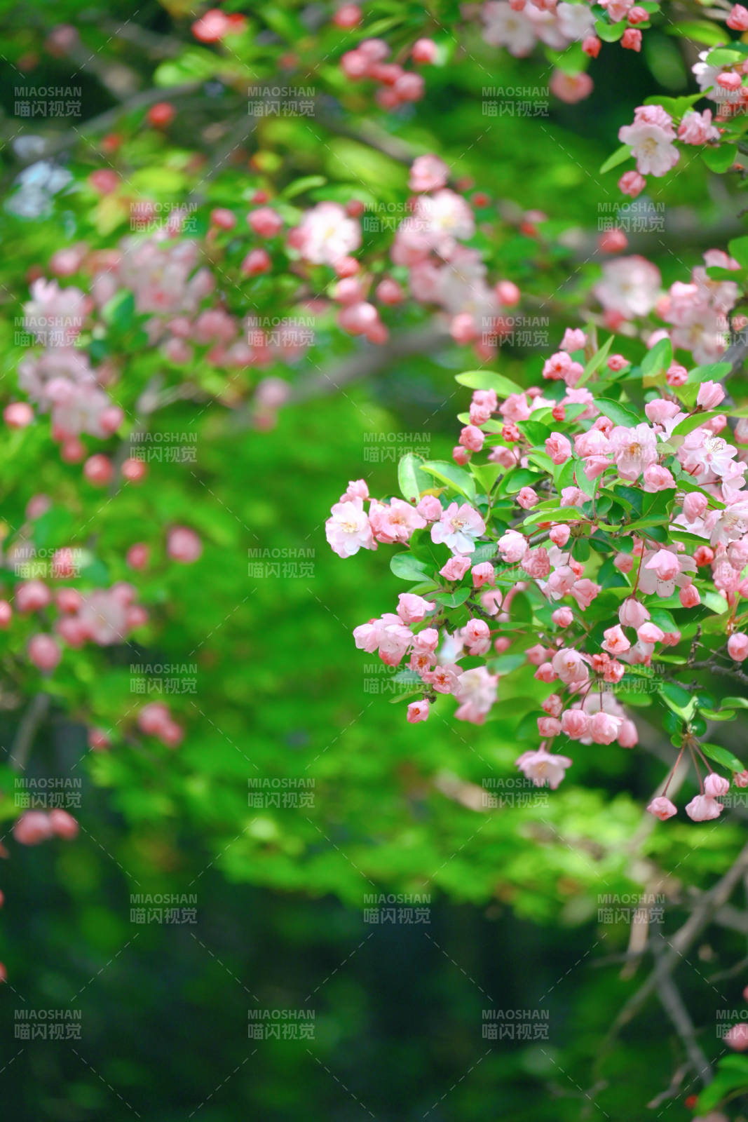海棠花绽放枝头图片
