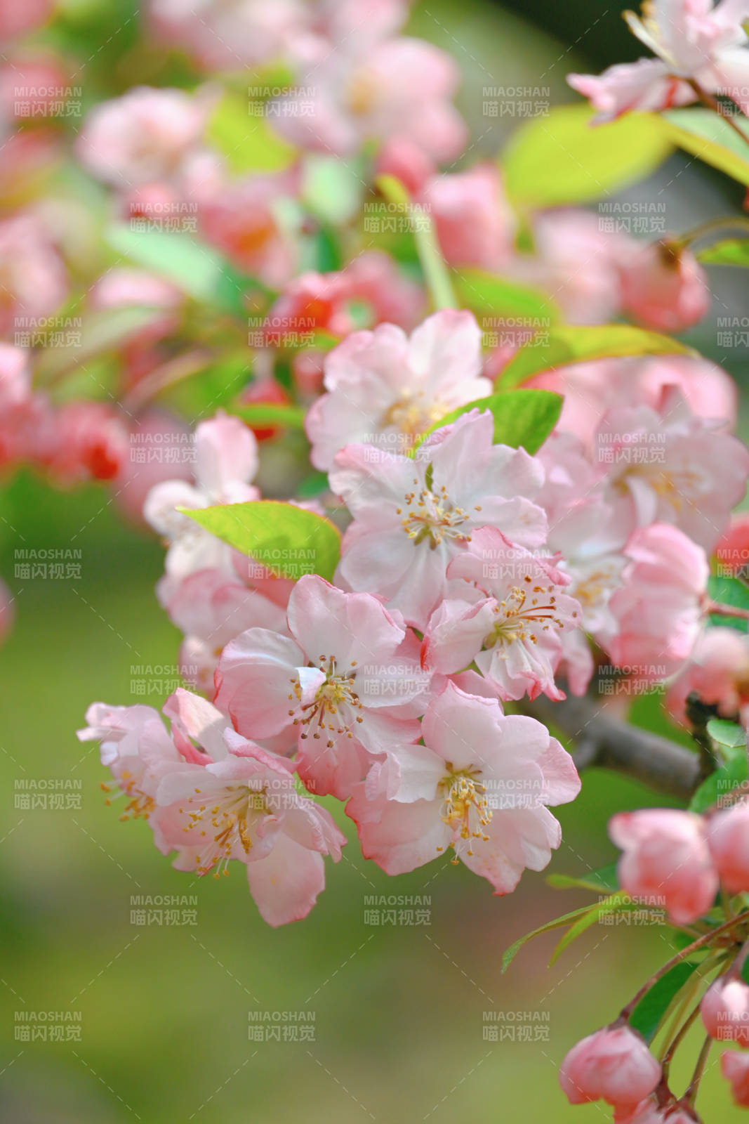 海棠花绽放春意浓图片