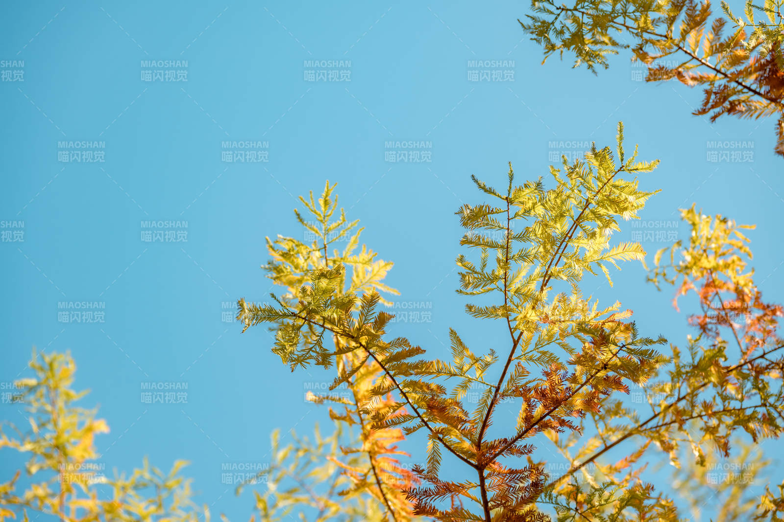 秋叶映蓝天图片