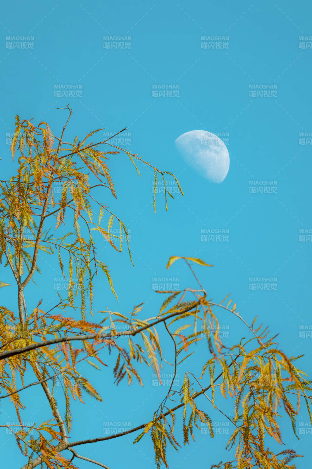 月挂枝头图片