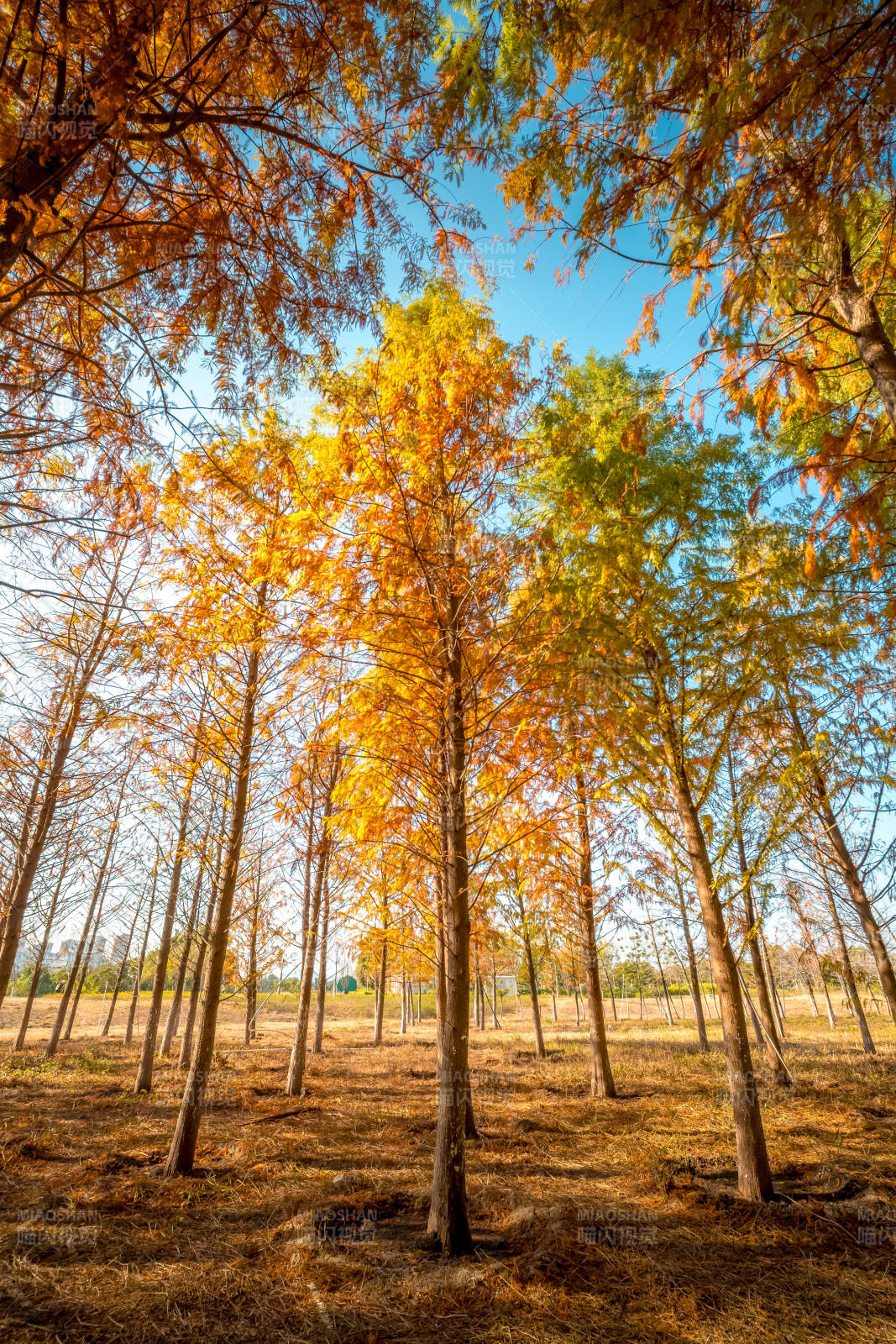 秋林金叶映蓝天图片