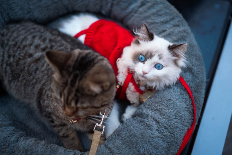 猫咪温馨相伴图片