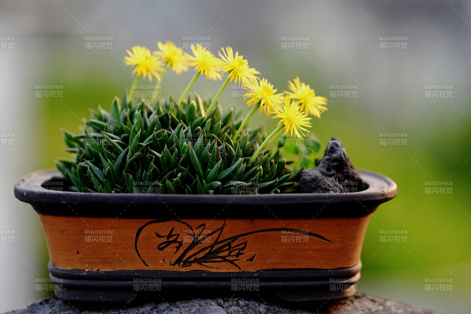 盆栽黄花绽放图片