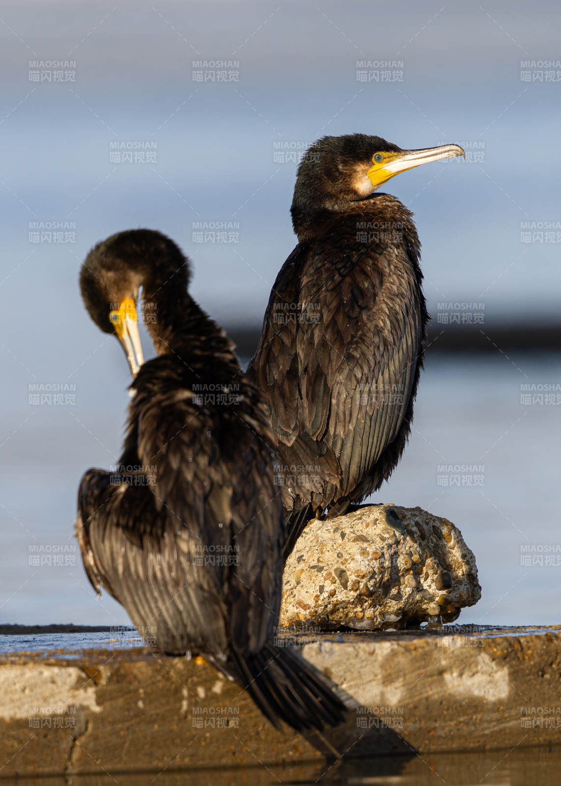 双鸟静立水边石  吉林市，普通鸬鹚图片