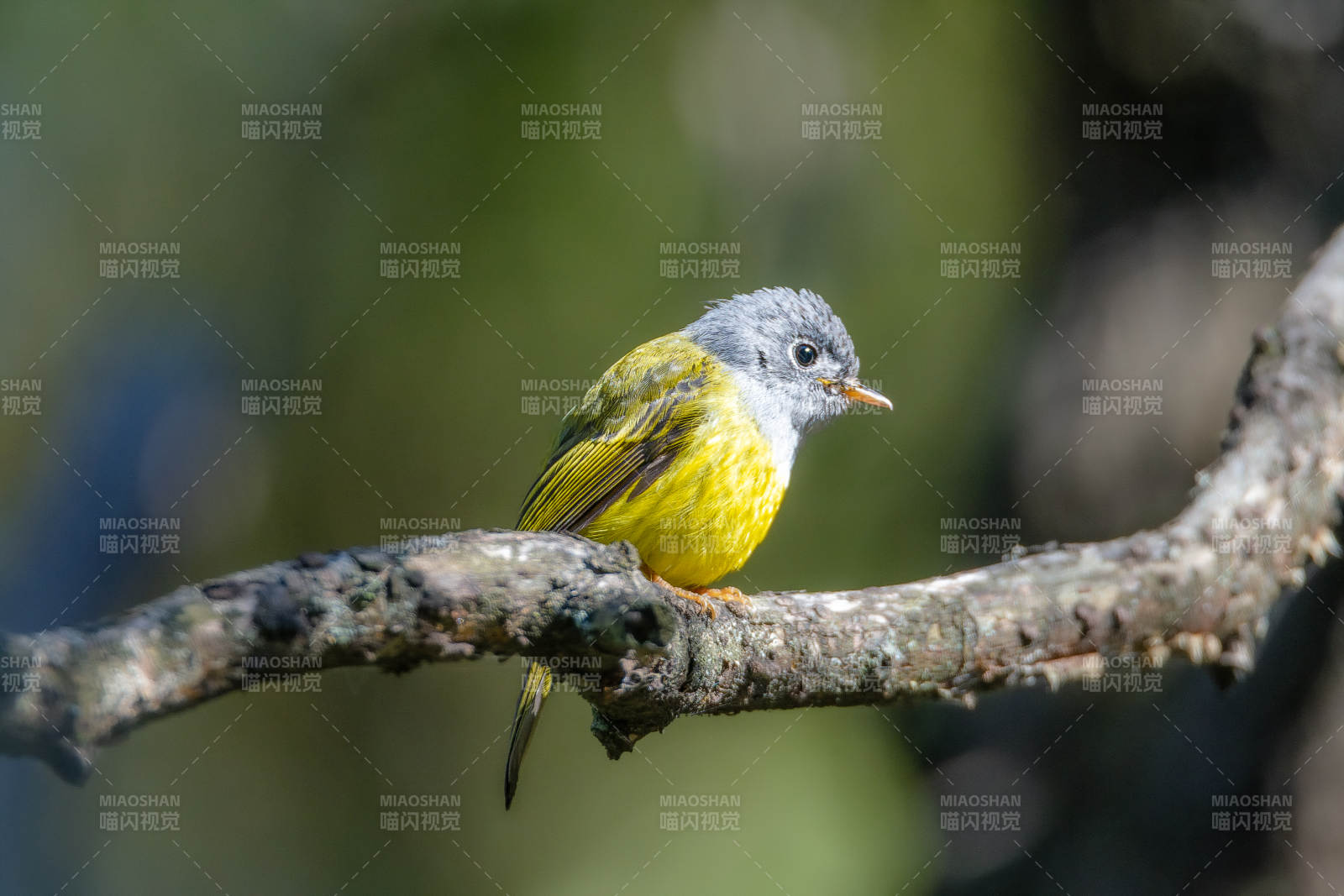 方尾鹟栖息枝头图片