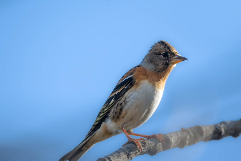 燕雀栖息枝头 蓝天映衬图片