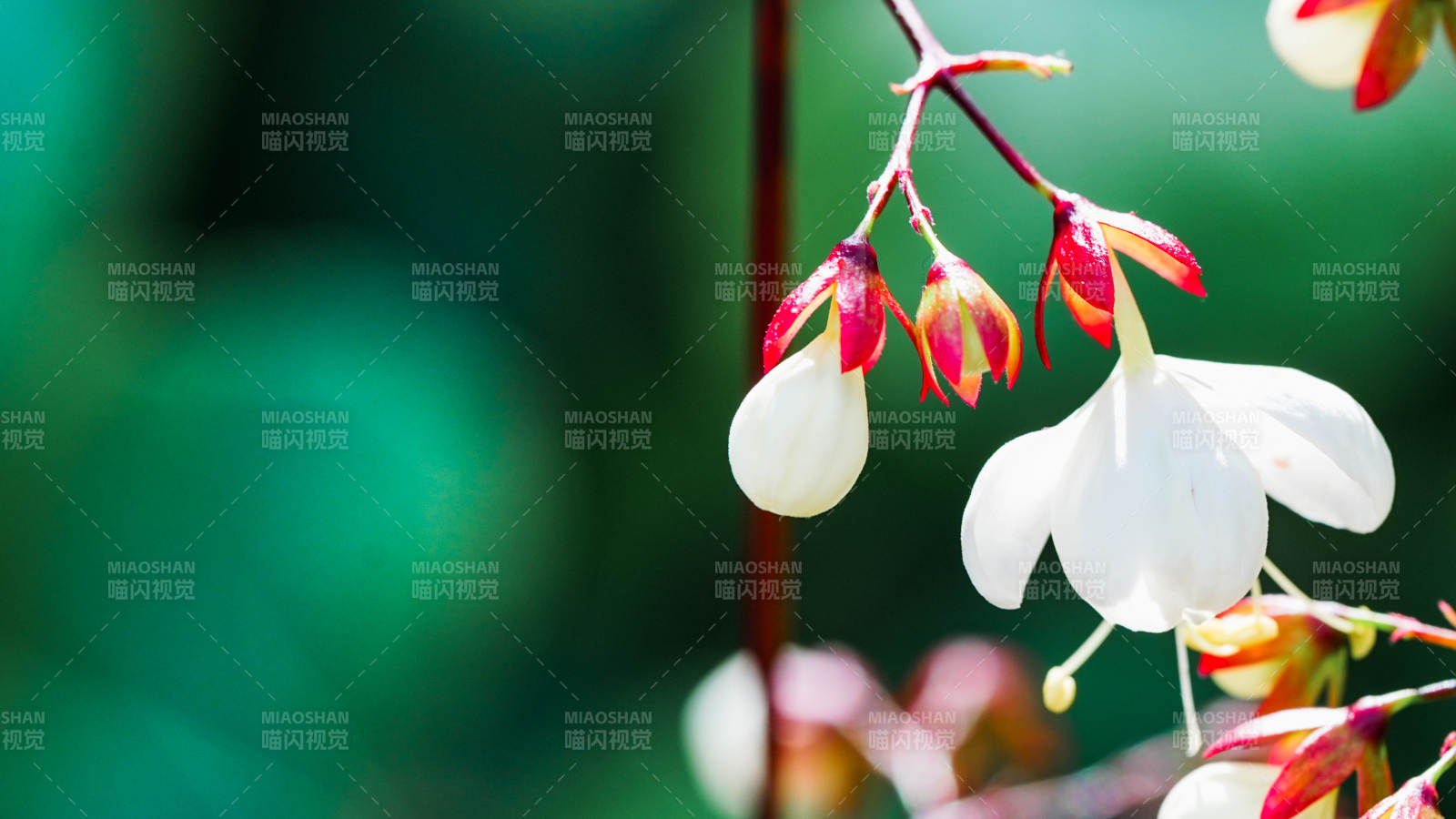 国家植物园温室垂花绽放图片