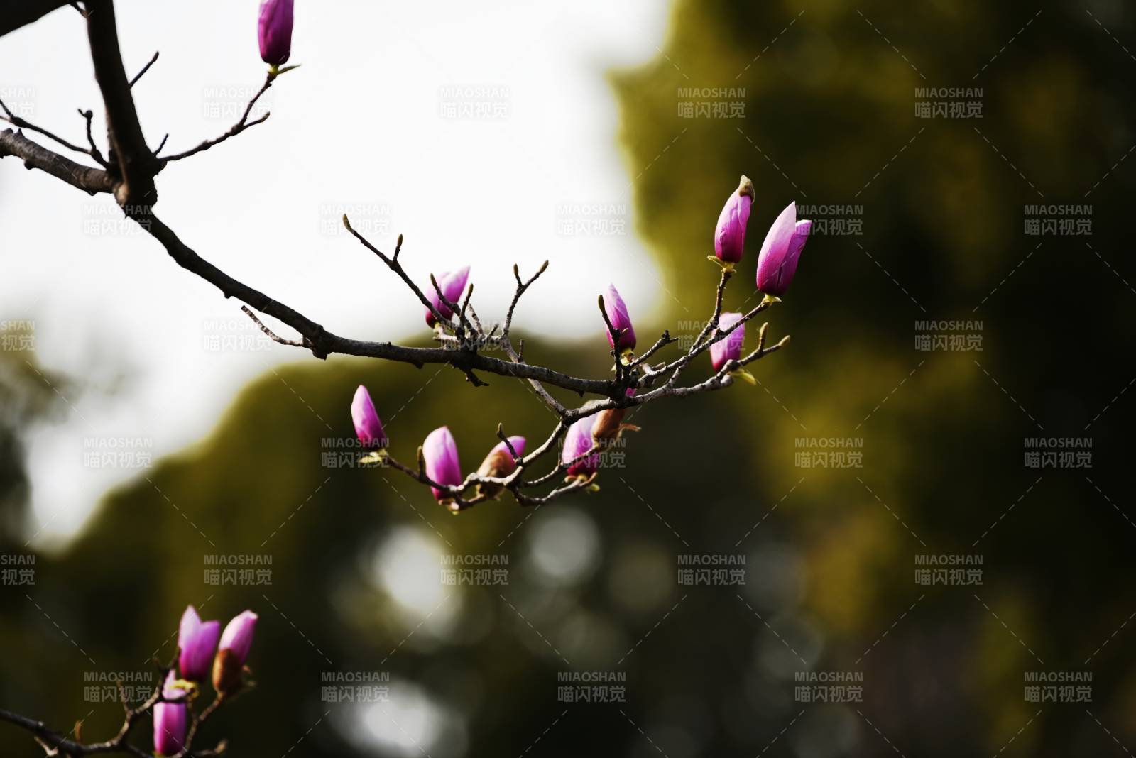 紫玉兰绽放枝头图片