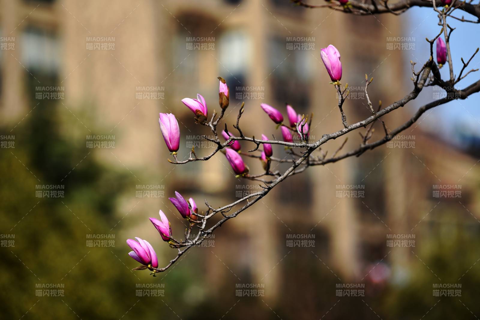 玉兰花开枝头图片