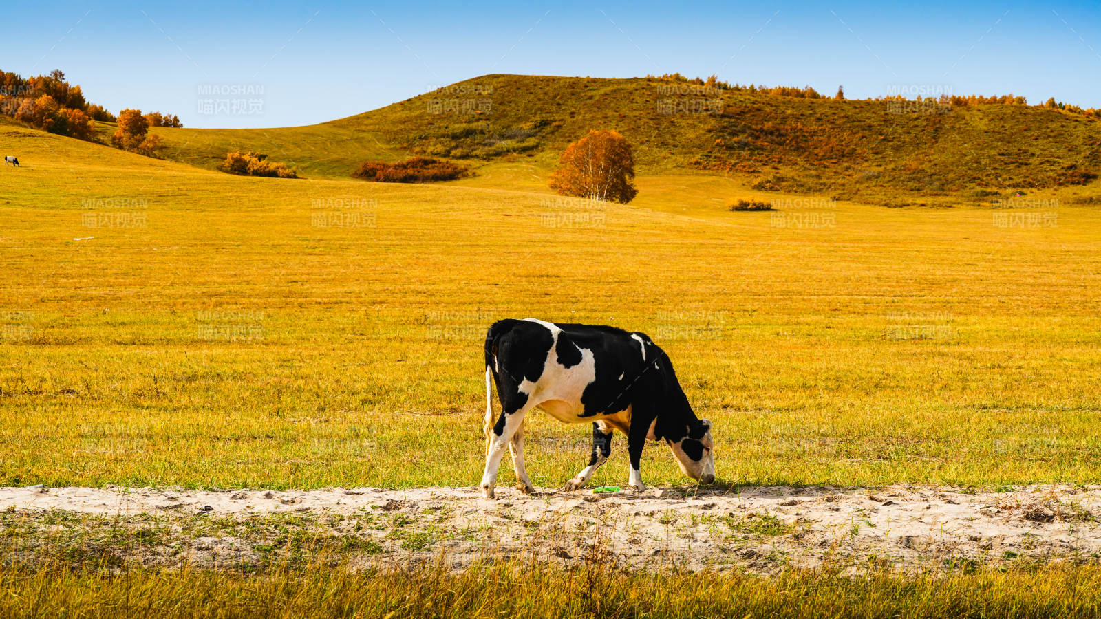 秋野牧牛图图片
