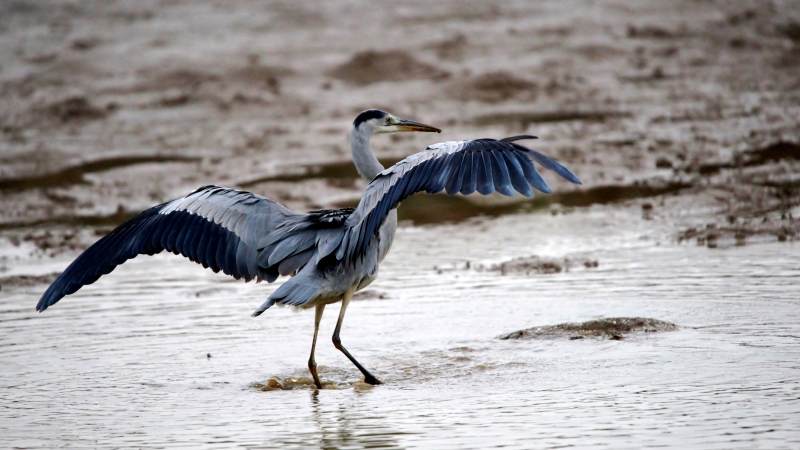 苍鹭展翅涉水图片