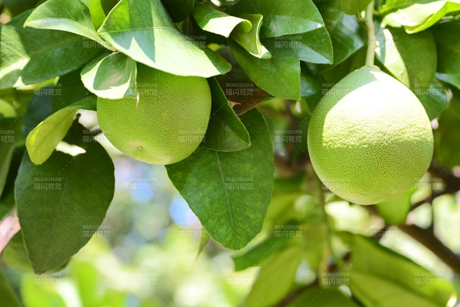 青柚挂枝头图片