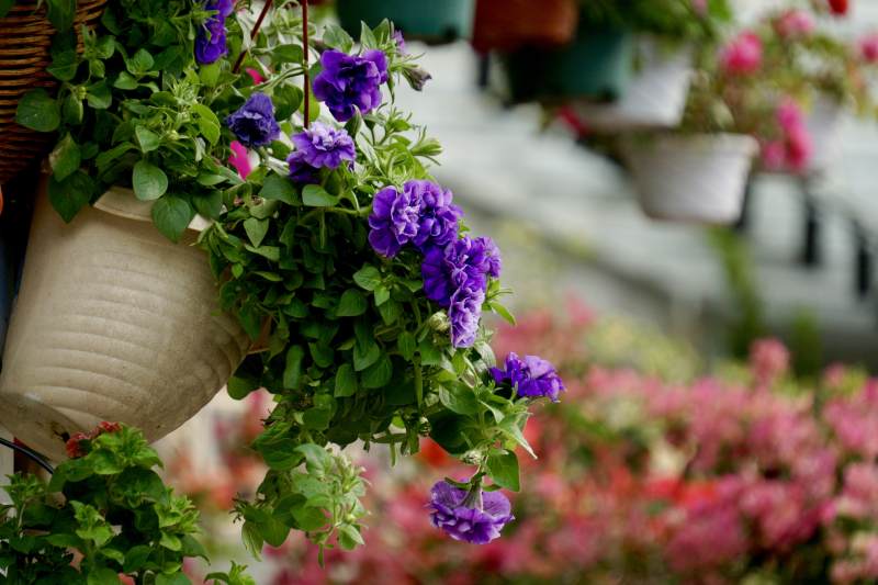 紫花垂挂 绿叶相伴图片