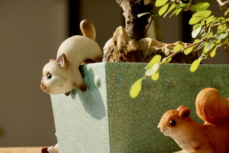 萌宠盆景趣景图片