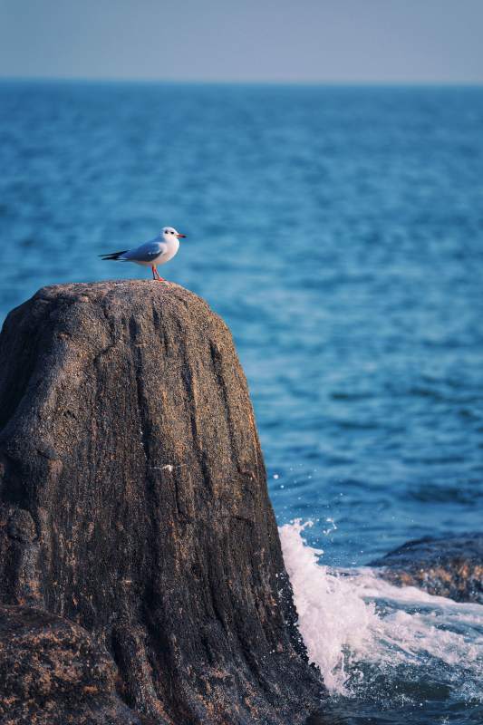 海鸥栖岩望碧海图片