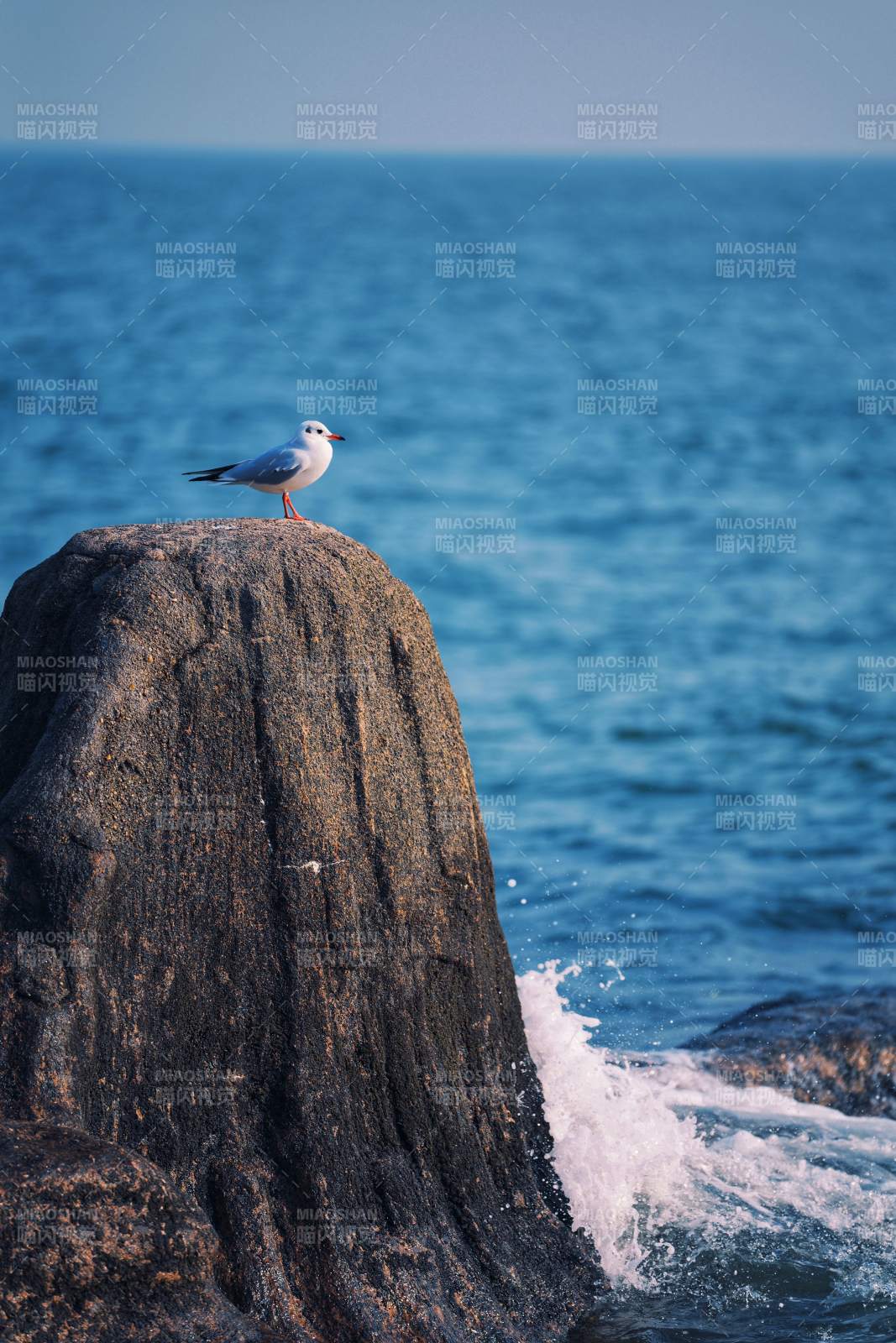海鸥栖岩望碧海图片